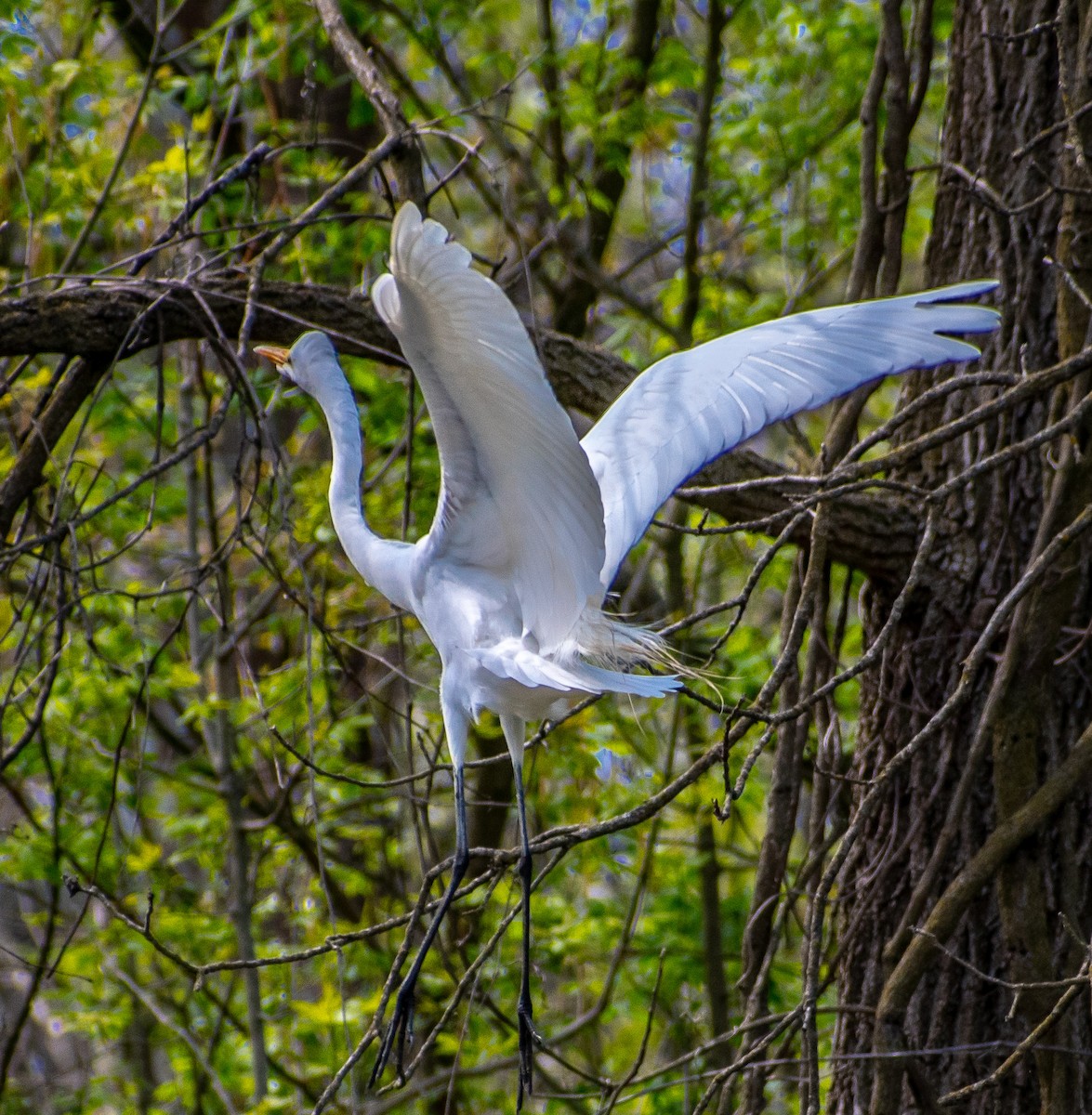 Great Egret - ML328154161