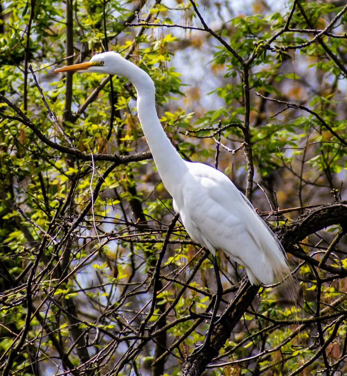 Great Egret - ML328154271