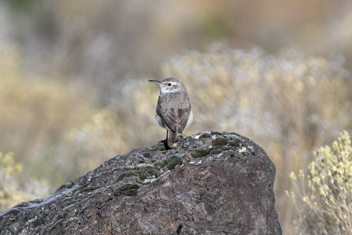 Rock Wren - Mike Charest