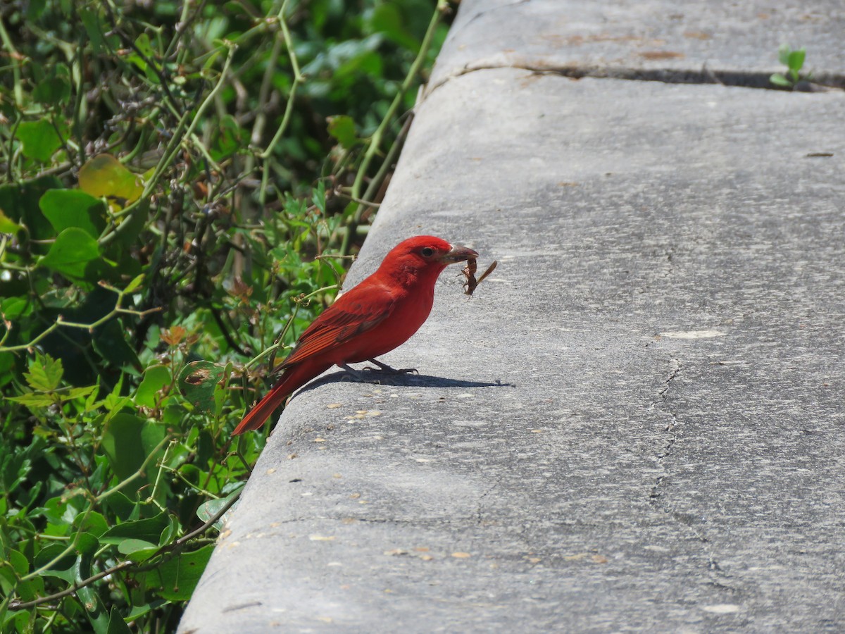 Summer Tanager - ML328155901