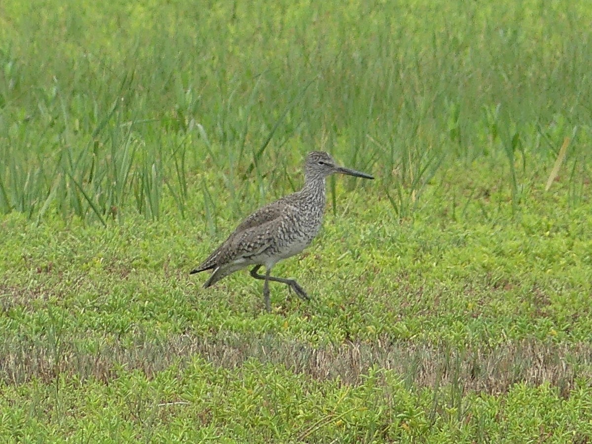 Willet (Eastern) - ML328156031