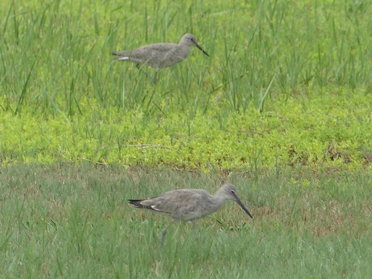 Willet - ML328156061