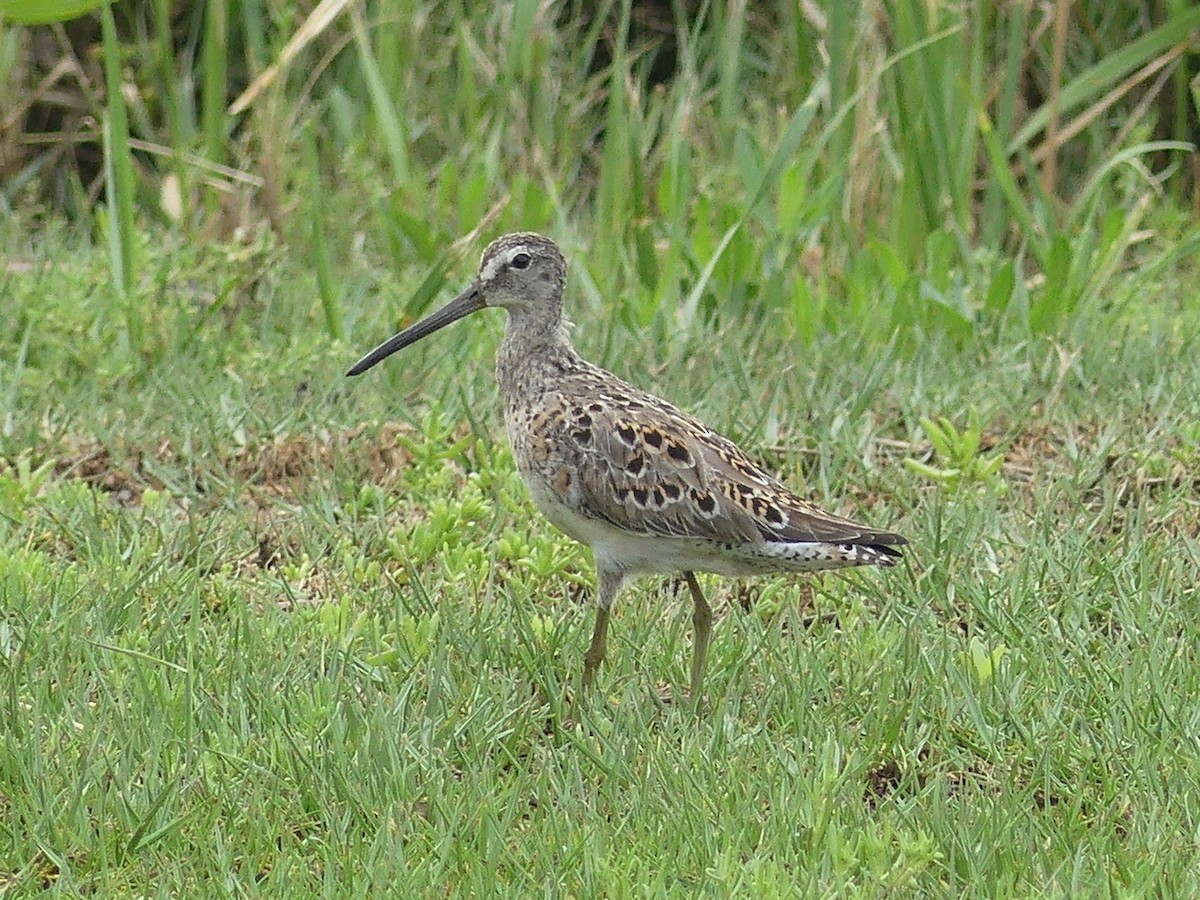 Short-billed/Long-billed Dowitcher - ML328156141