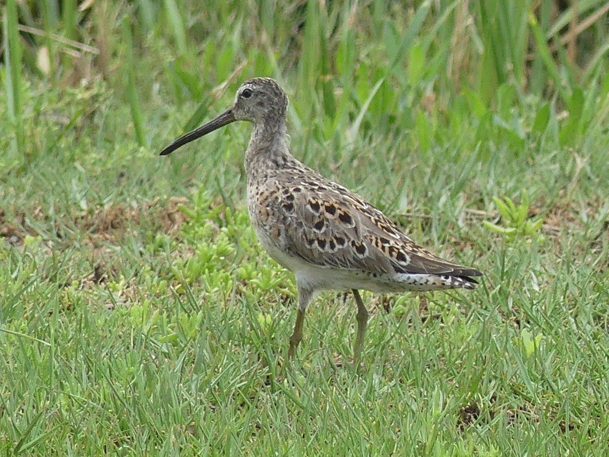 Short-billed/Long-billed Dowitcher - ML328156151