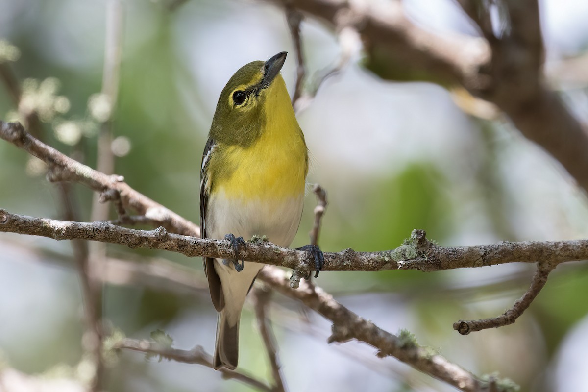 Yellow-throated Vireo - ML328156451