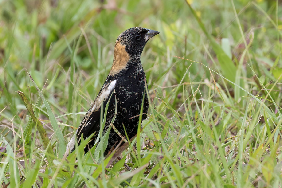 Bobolink - Brett Hoffman
