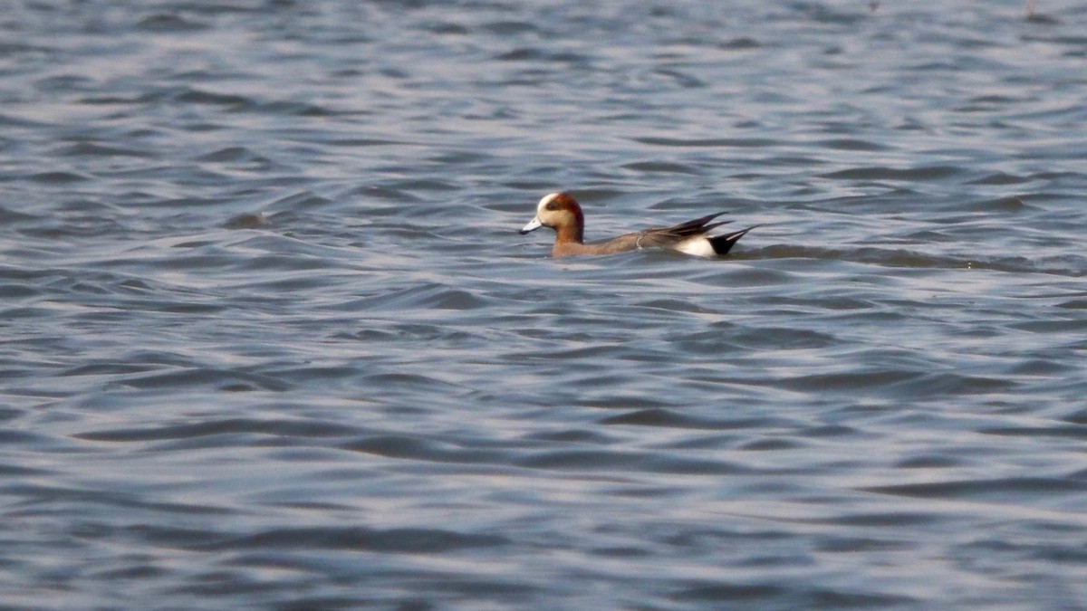 Eurasian x American Wigeon (hybrid) - ML328156991