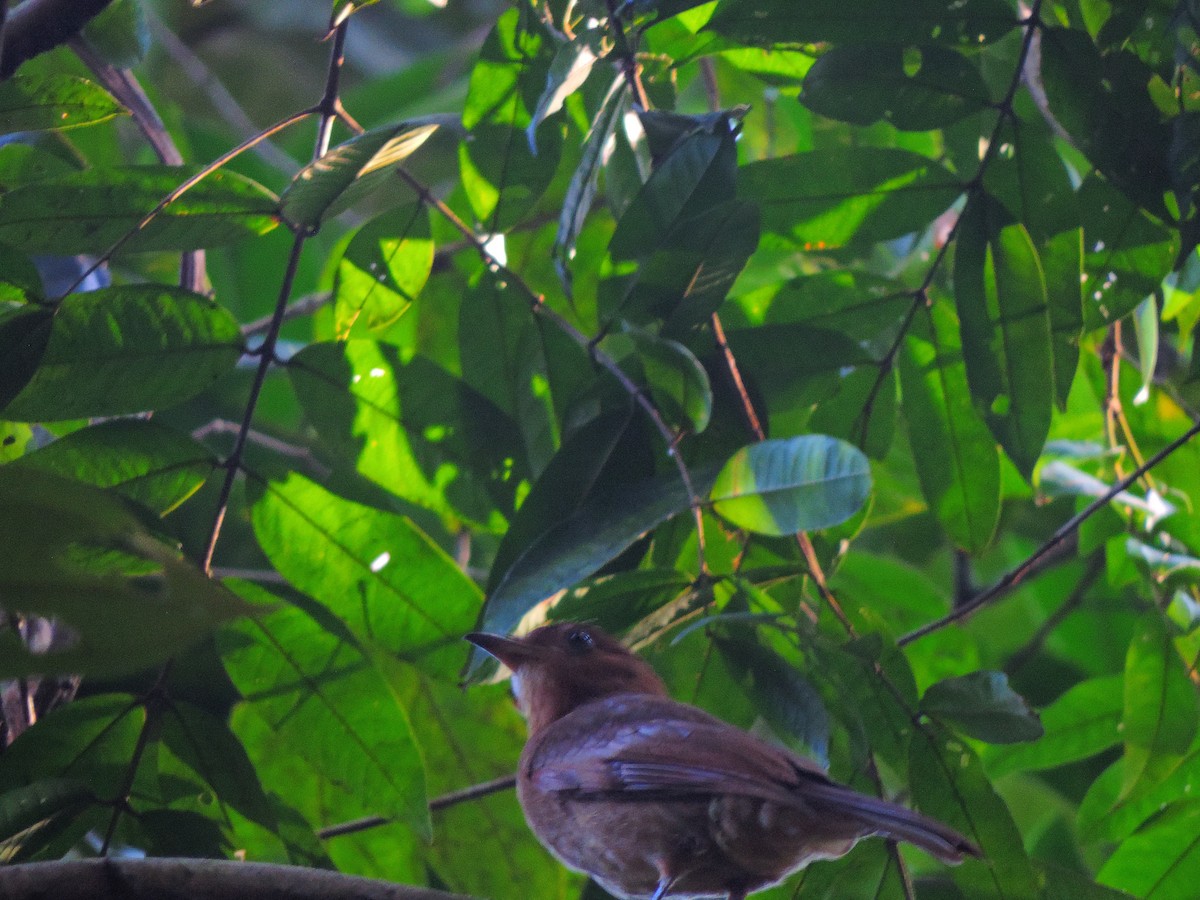 Rufous Piha - ML32815751