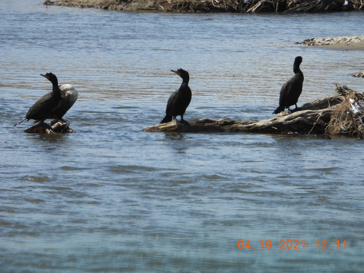 Double-crested Cormorant - victor fesolowitz