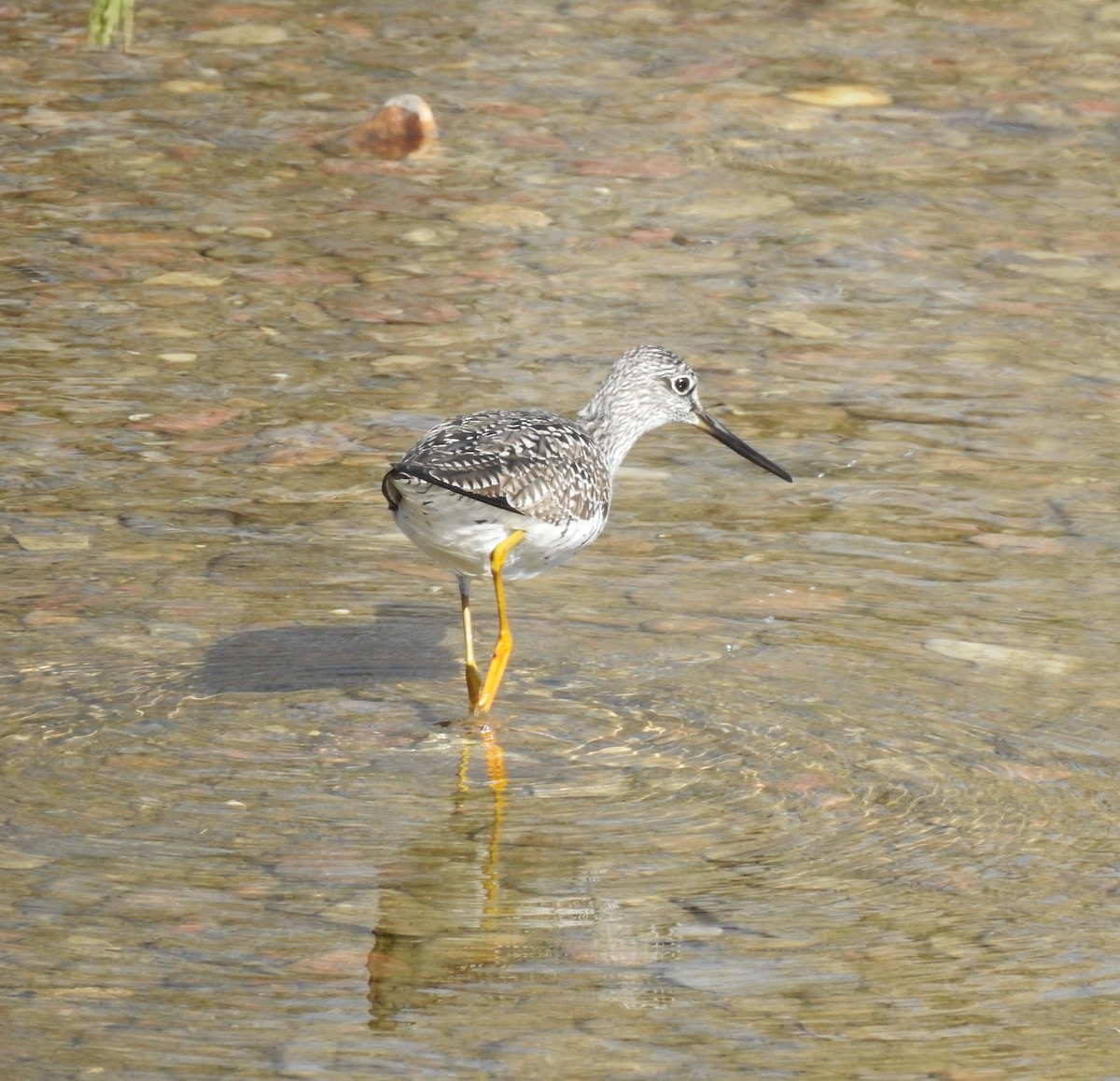 Greater Yellowlegs - T B