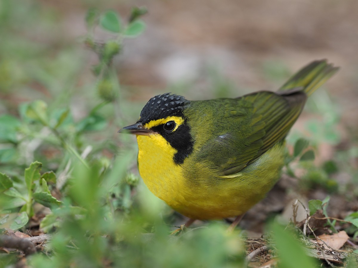 Kentucky Warbler - ML328159271