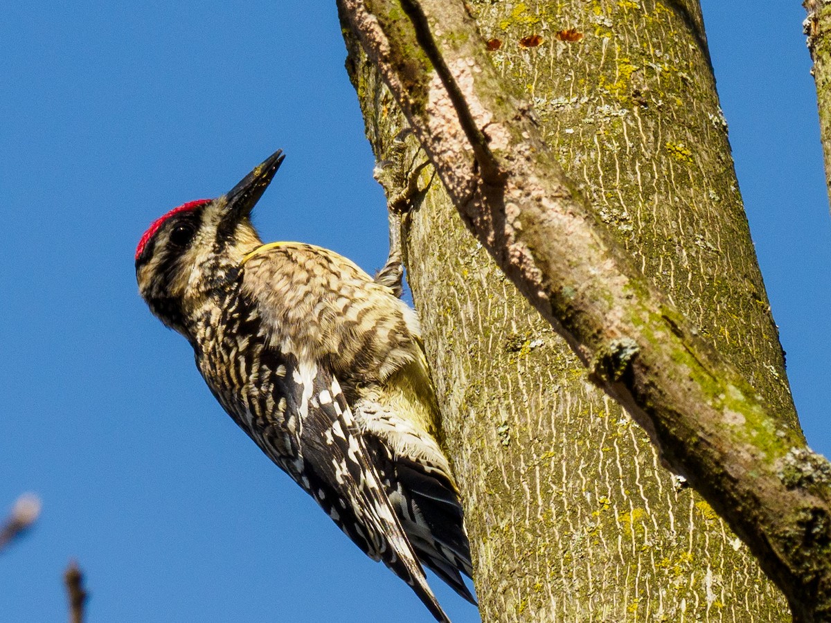 Yellow-bellied Sapsucker - ML328161071