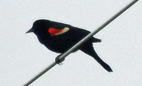 Red-winged Blackbird - ML328161701