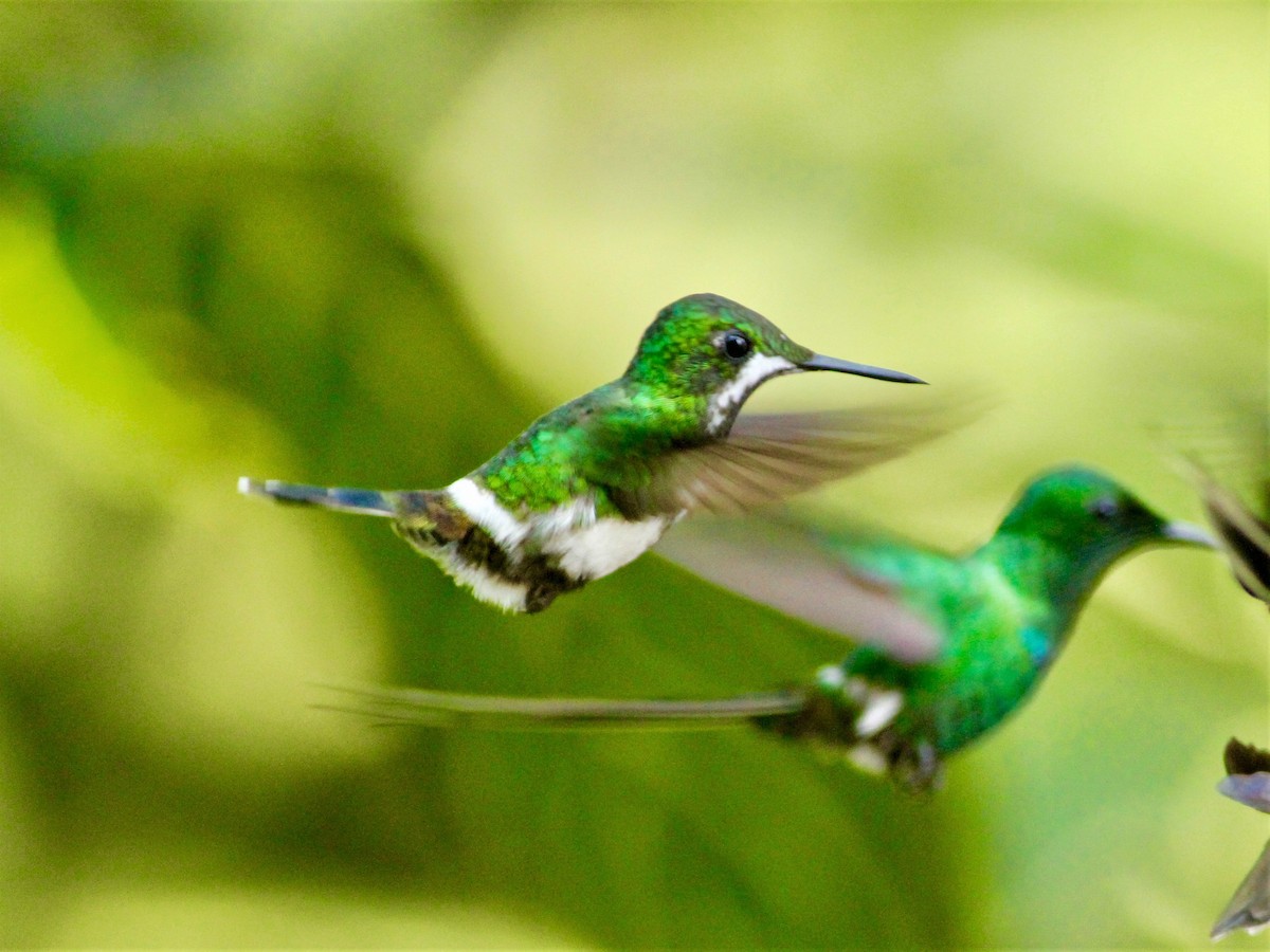 kolibřík trnoocasý - ML328162481