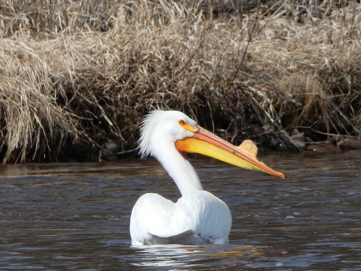 American White Pelican - ML328166221