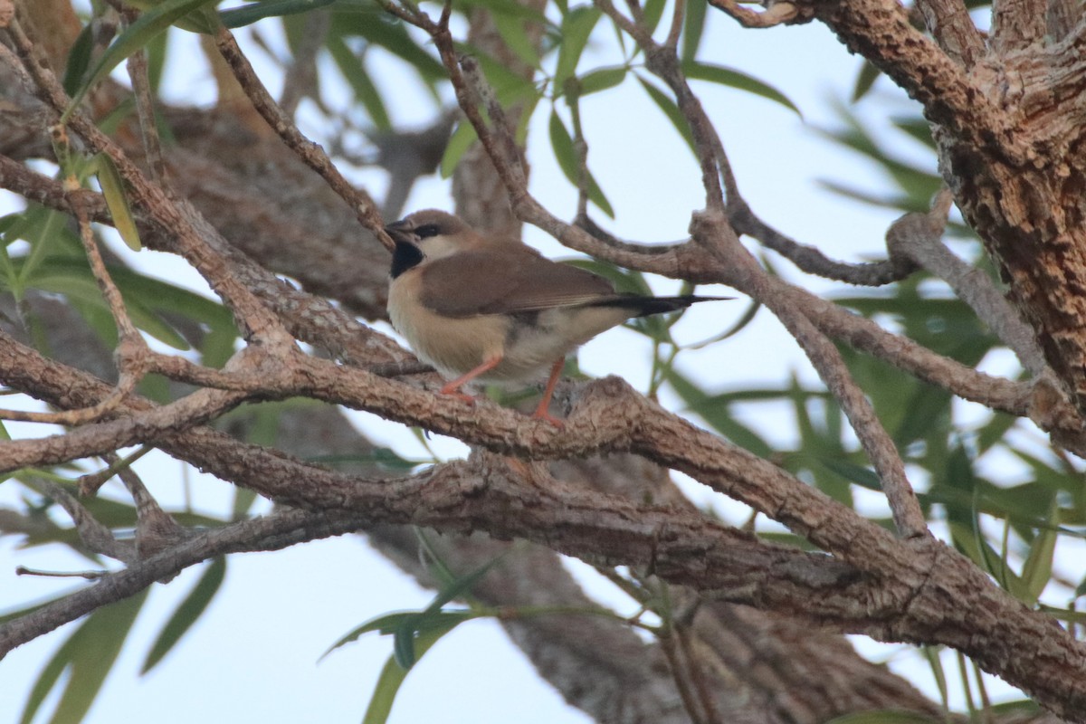 Masked Finch (Masked) - ML328166861