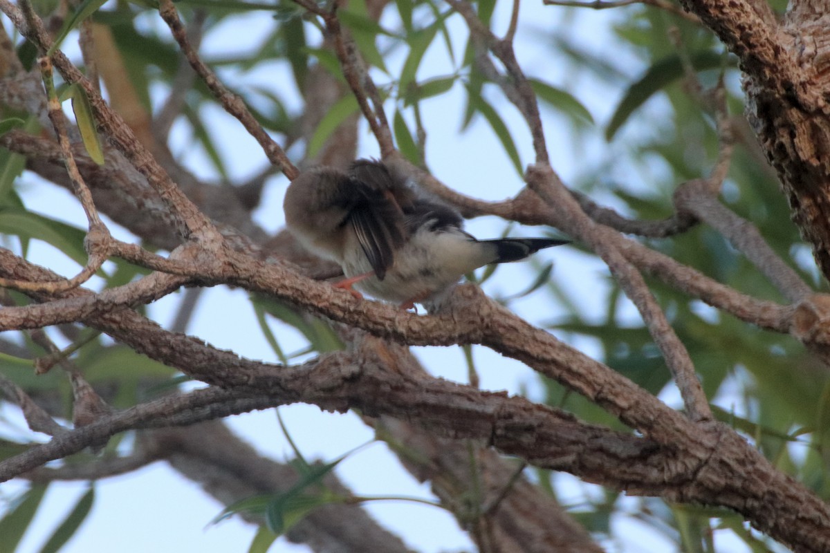 Masked Finch (Masked) - ML328166871