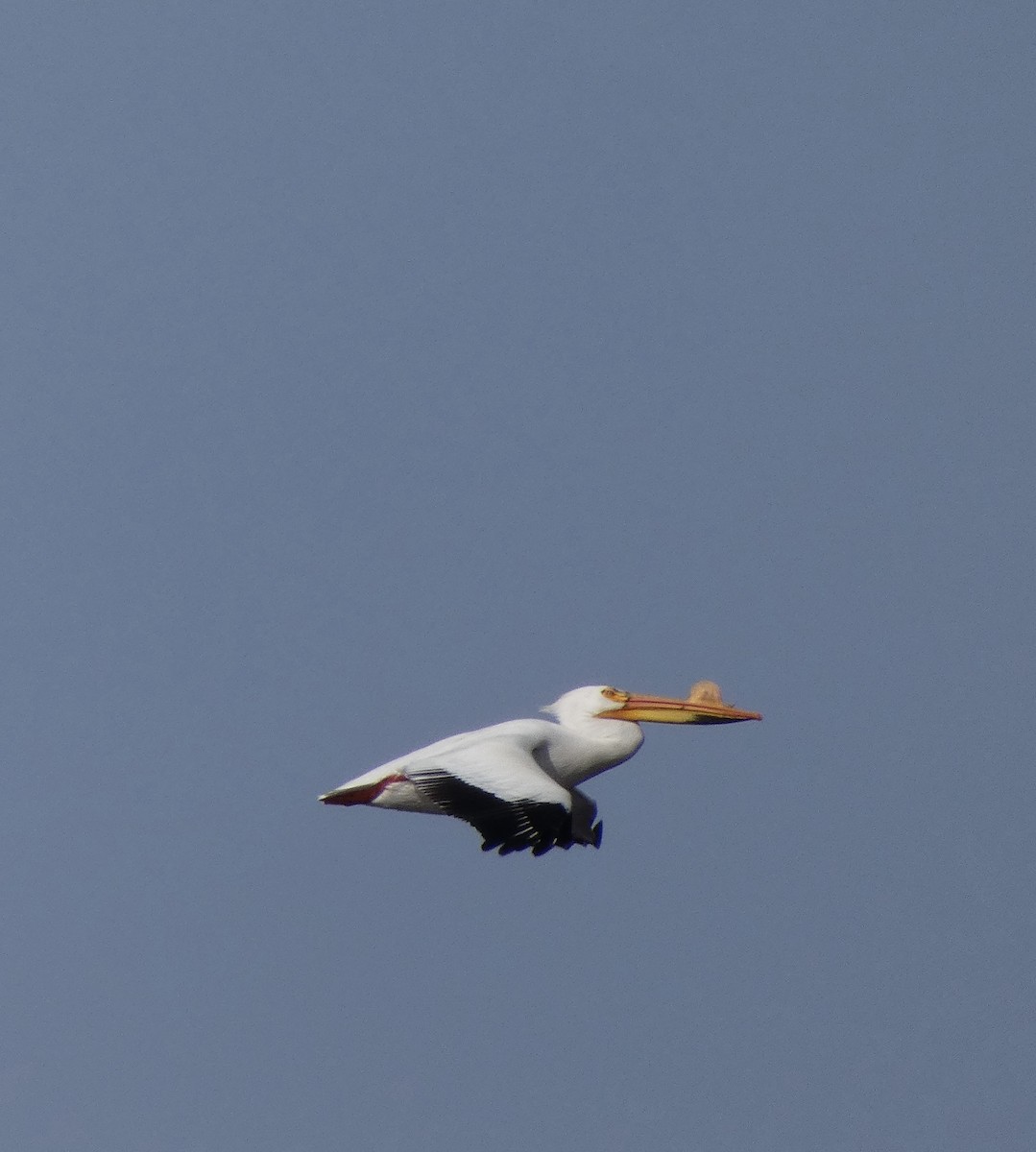 American White Pelican - ML328167661