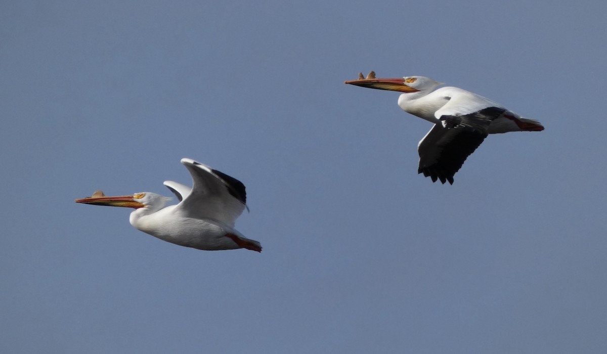 American White Pelican - ML328167691