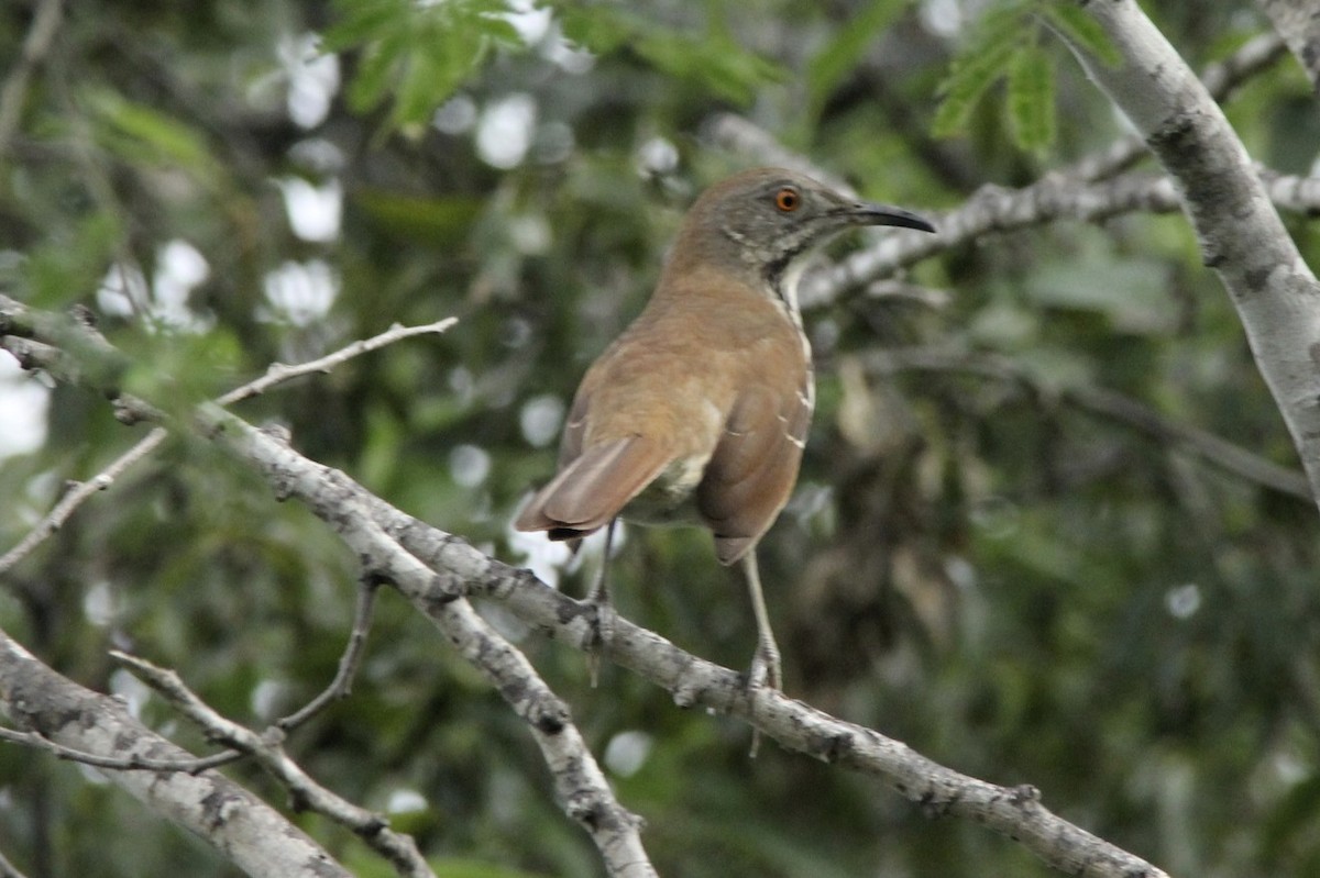 Long-billed Thrasher - David Marjamaa