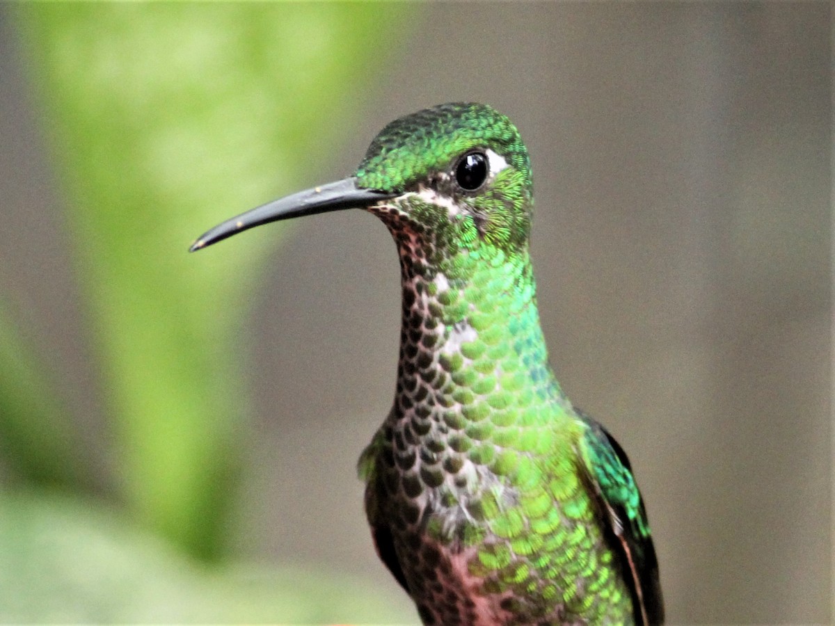 kolibřík subtropický - ML328170971