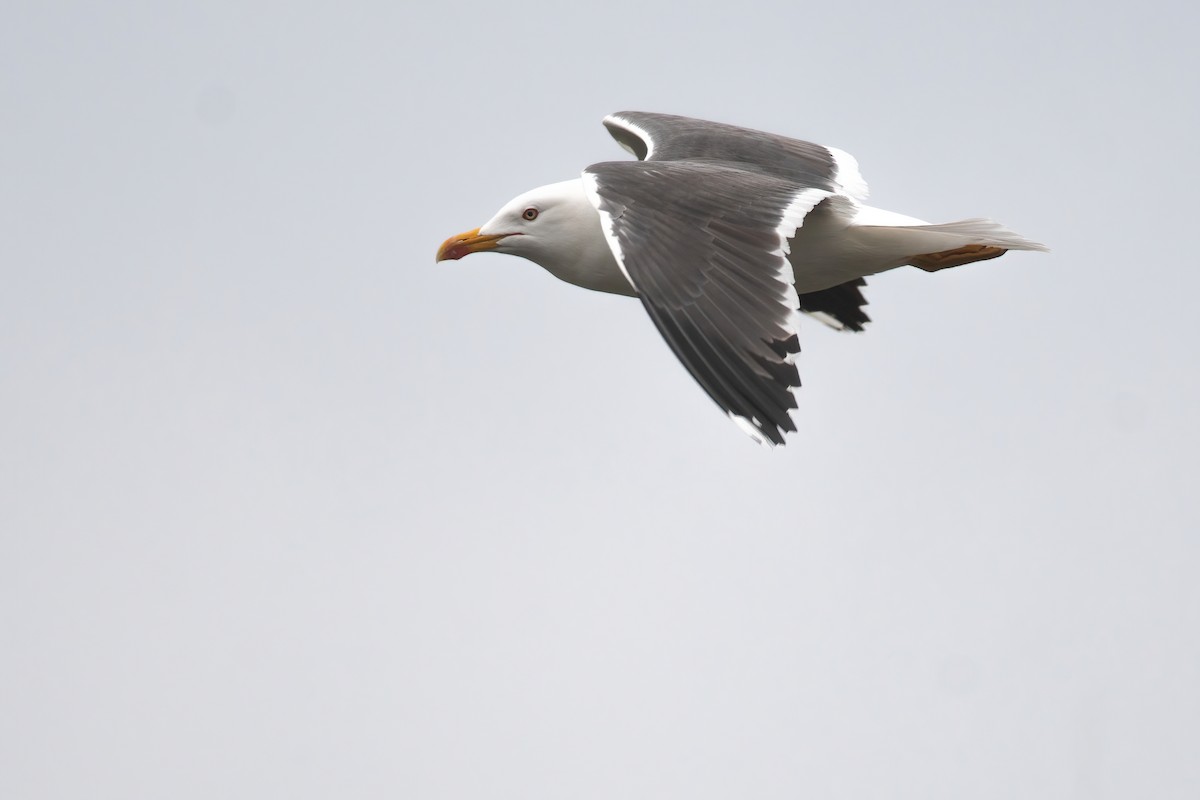 Lesser Black-backed Gull - Amanda Guercio