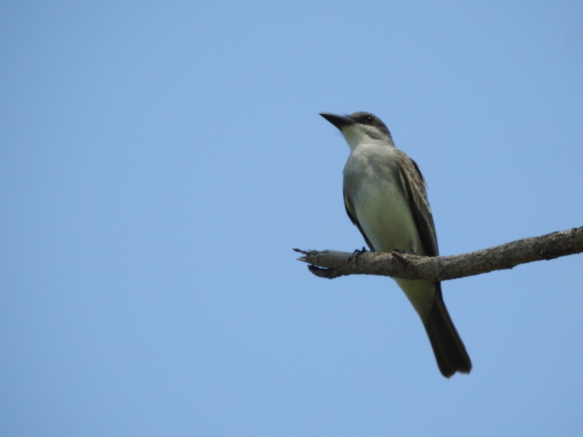 Gray Kingbird - ML328172931