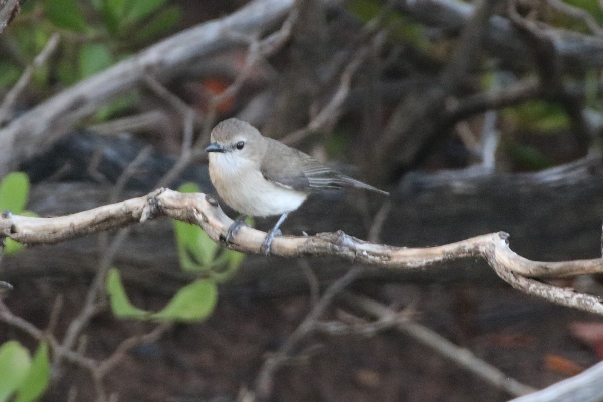 Large-billed Gerygone - ML328174801