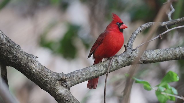 Cardinal rouge (groupe cardinalis) - ML328176121