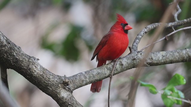 Cardenal Norteño (grupo cardinalis) - ML328176121