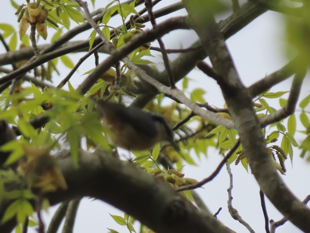 Red-breasted Nuthatch - ML328176261
