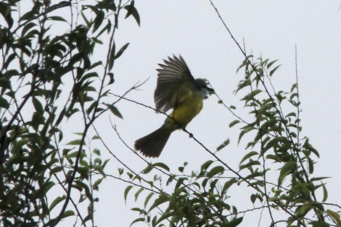 Couch's Kingbird - David Marjamaa