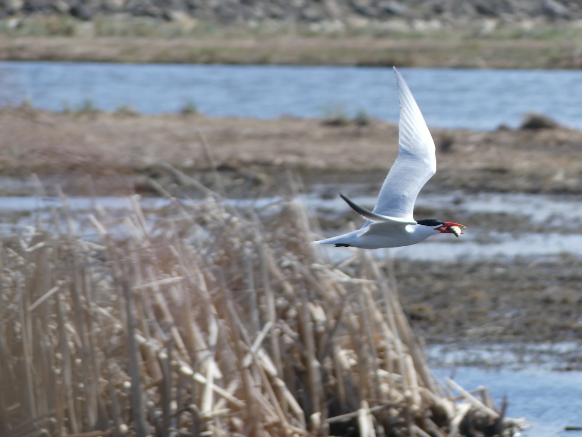 Caspian Tern - ML328178251