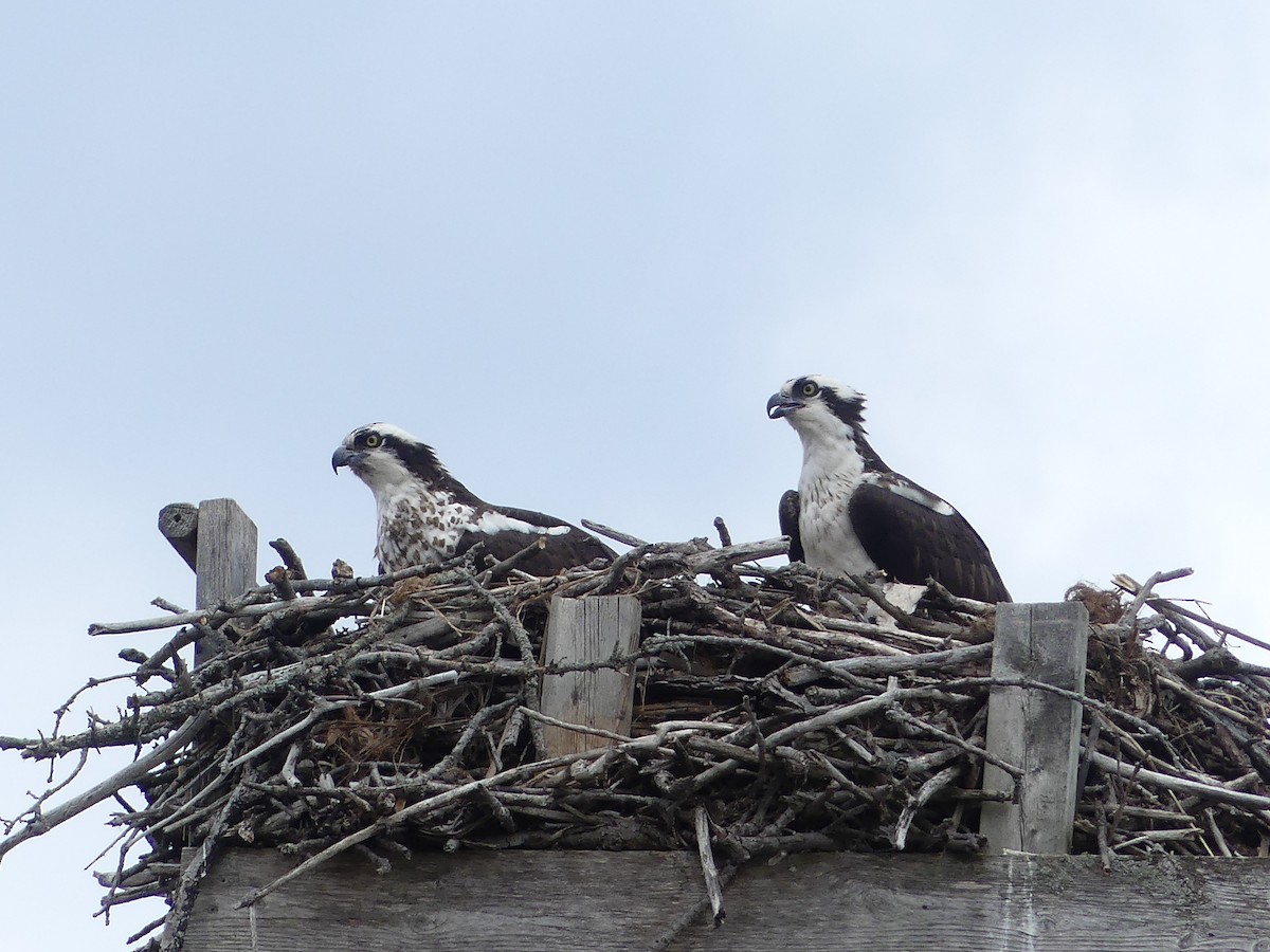 Osprey - ML328178431
