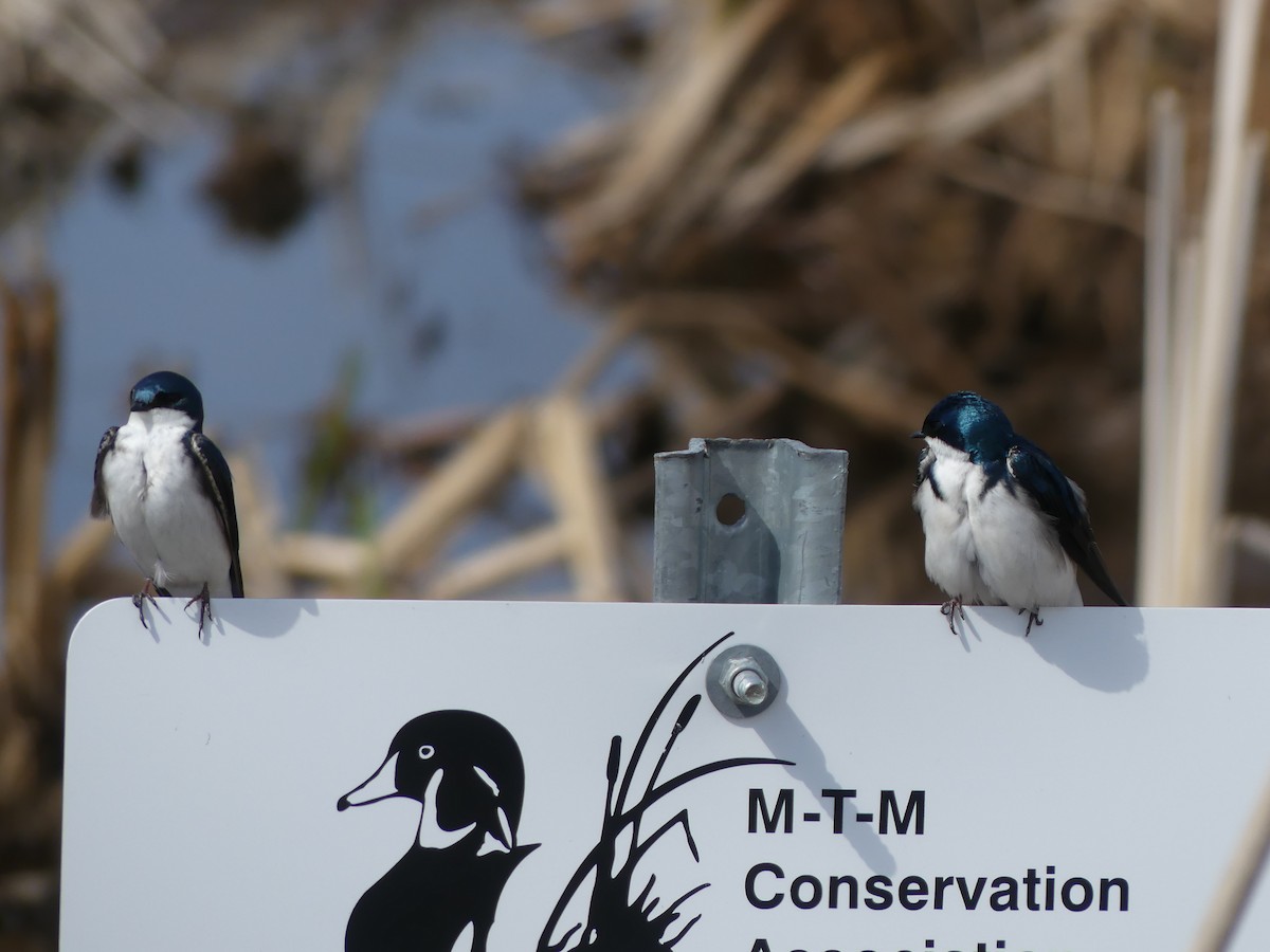 Tree Swallow - ML328178501