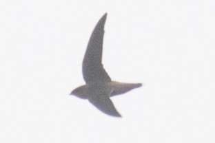 Chimney Swift - ML32817861