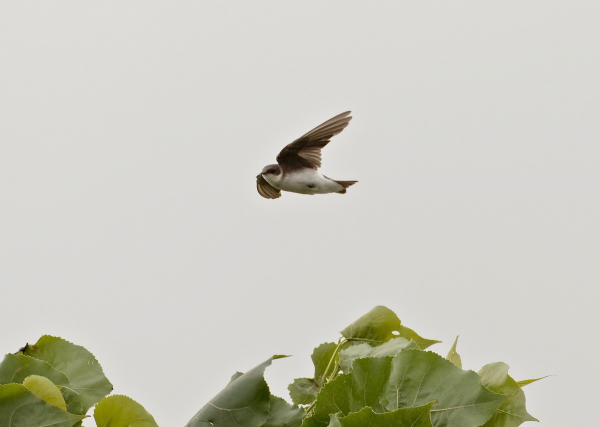 Tree Swallow - ML32817971