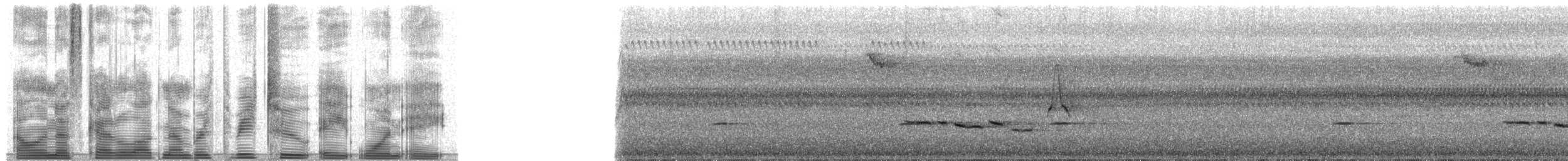 Papamoscas de Célebes (grupo omissus) - ML32818