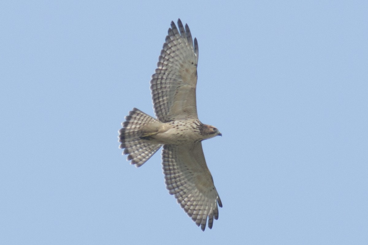 Broad-winged Hawk - David Brown