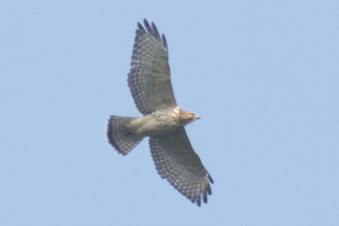 Broad-winged Hawk - ML32818071