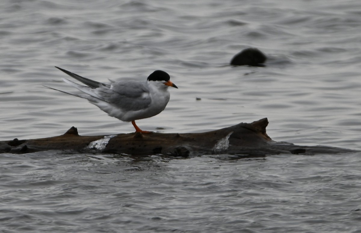 Forster's Tern - ML328181241