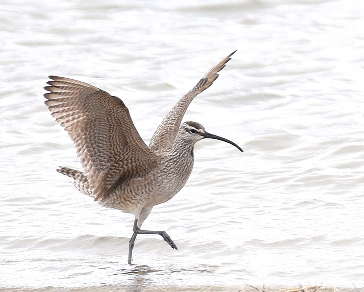 Whimbrel - ML328182631