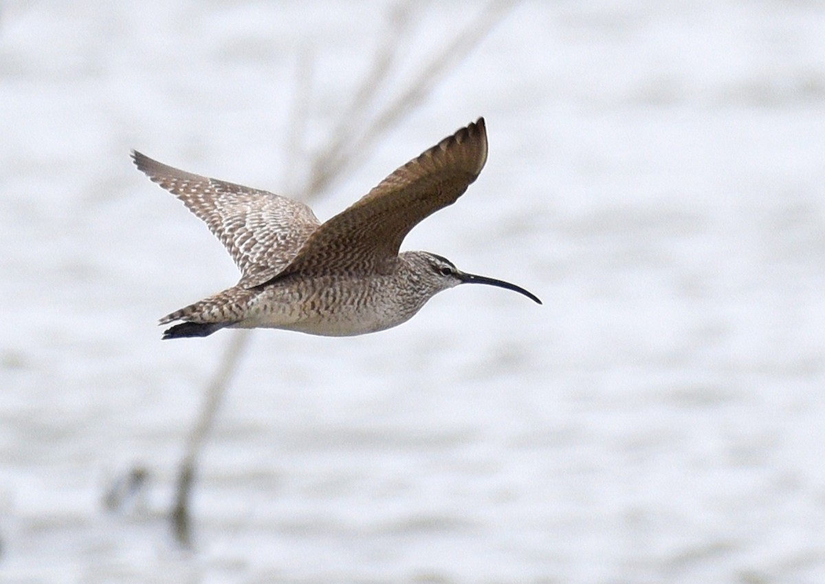 Whimbrel - ML328182641