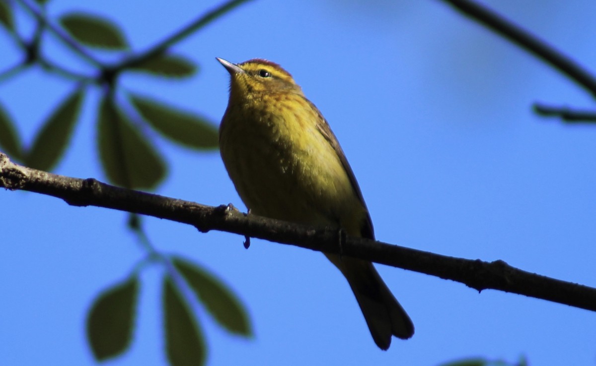 Palm Warbler - ML328186011