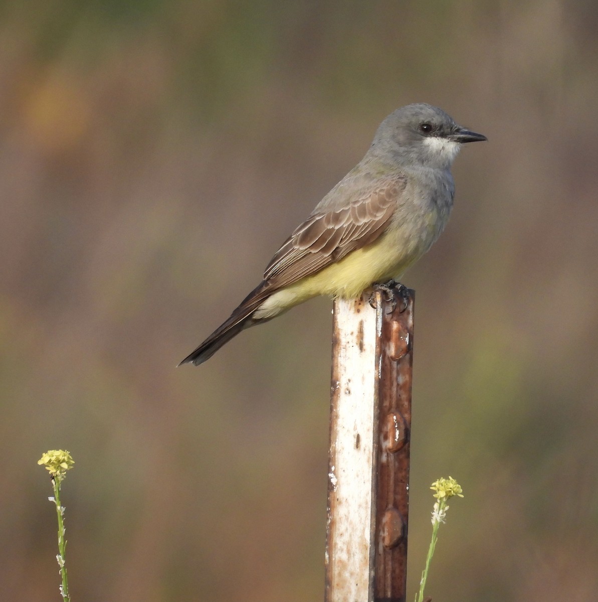 Cassin's Kingbird - ML328186391