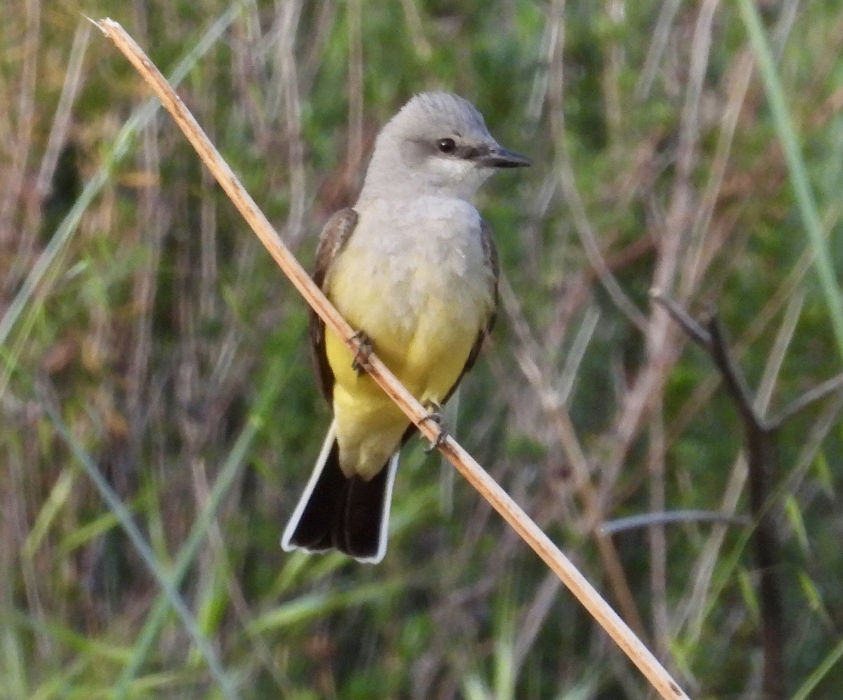 Western Kingbird - ML328186421