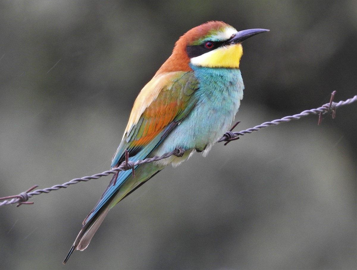 European Bee-eater - ML328187521