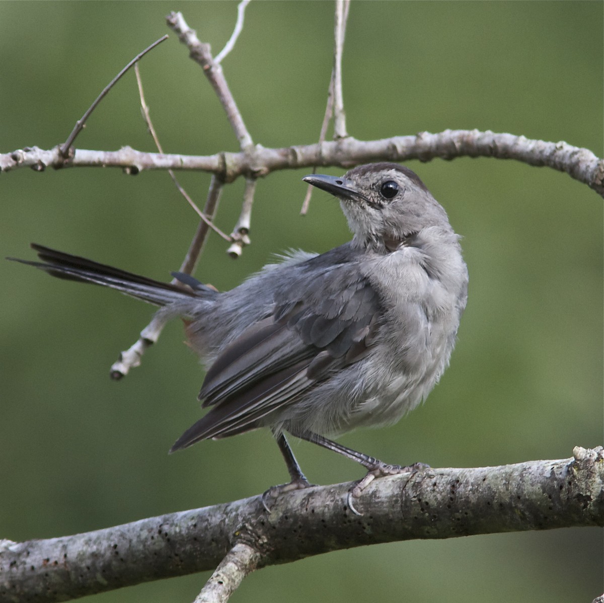 Gray Catbird - ML32819081