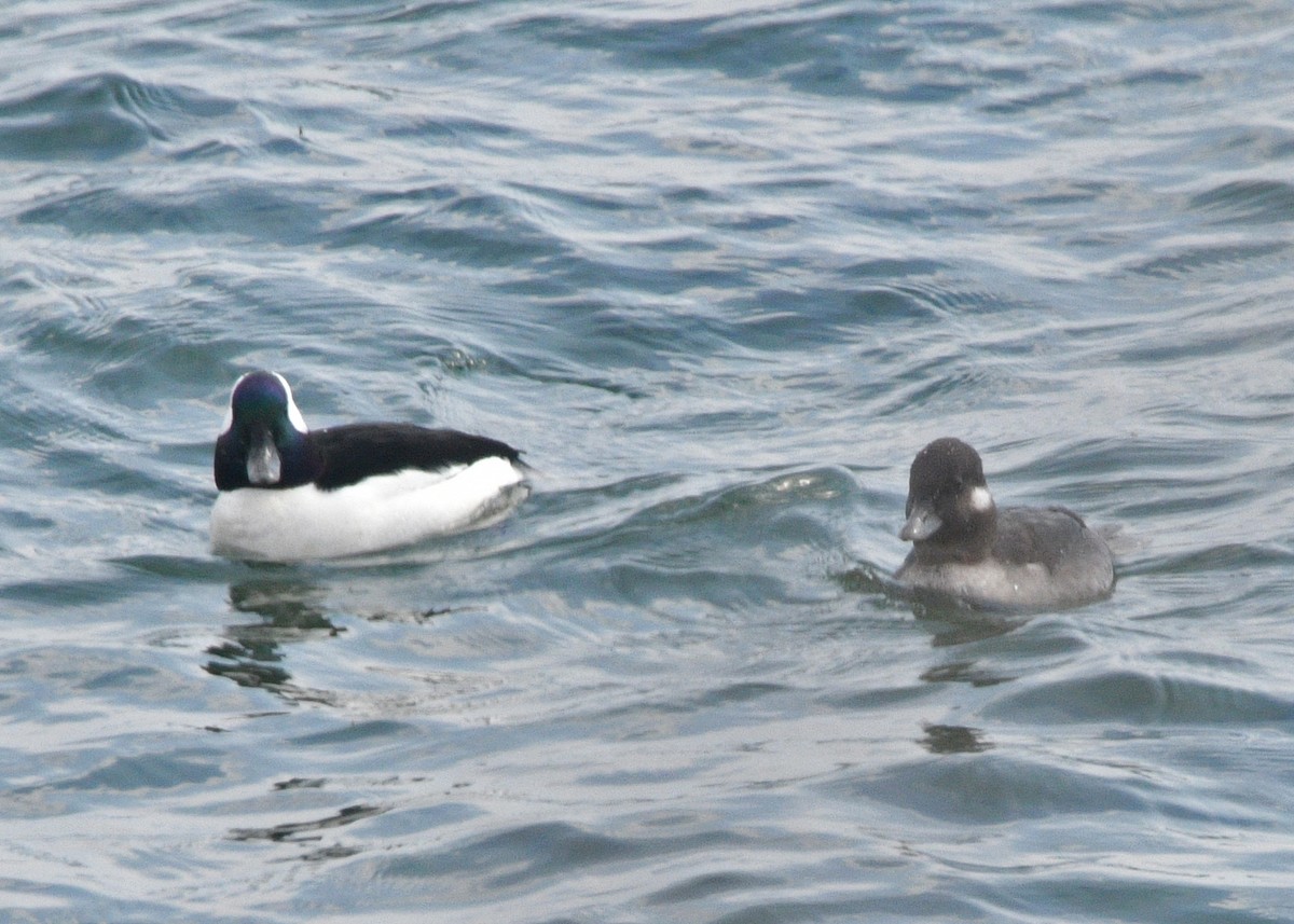 Bufflehead - ML328192331