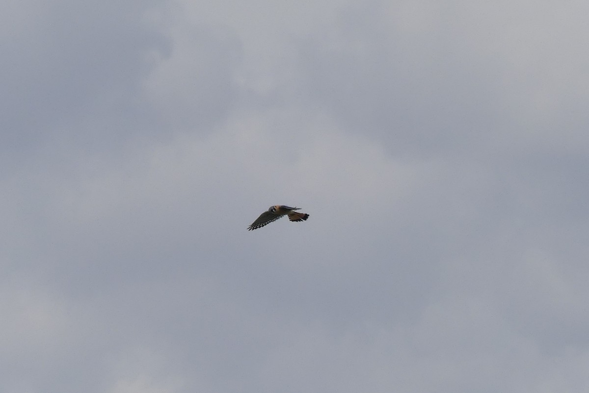 American Kestrel - ML328192851